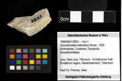 Foto (Objekt + Etiketten) von Goniodromites bidentatus (Reuss, 1859) 